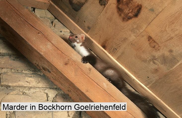 Marder in Bockhorn Goelriehenfeld